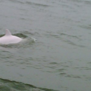 albino dolphin