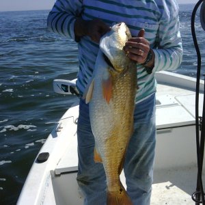 fish2