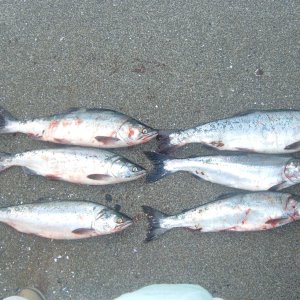 Pink Salmon - Puget Sound
We done good!
