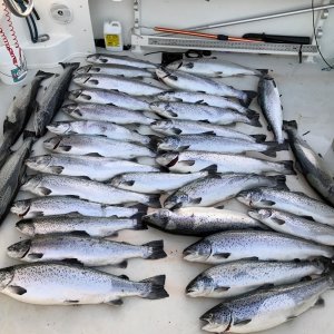 Atlantic Salmon 1