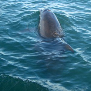 Dolphin, close enough to feel the spit!