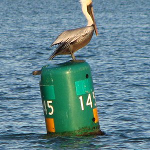 Pelican on the can