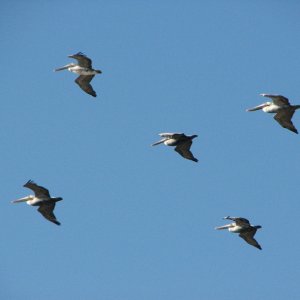 Pelicans in formation over the beach
