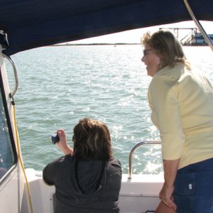 Photographing dolphins