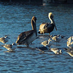 Birds of a feather, sharing the shallows