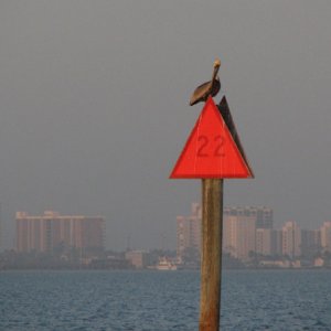 Pelican on a daymark, with SPI in the background
