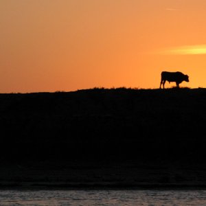 What a bunch of bull!