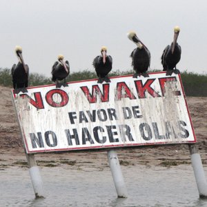 Pelicans on a No Wake sign