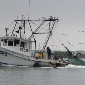 Bay Shrimper