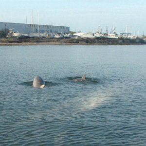Dolphins out the windshield