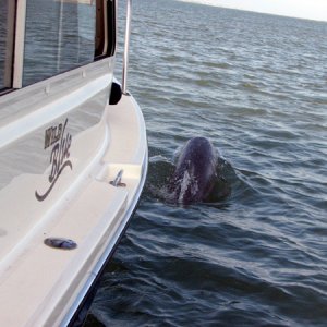 Dolphin alongside the boat