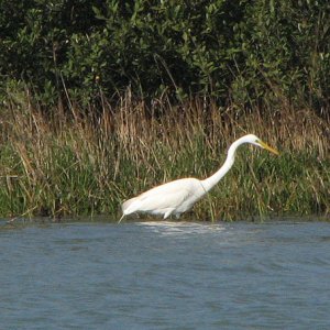 Egret in the shallows