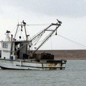 Bay shrimper
