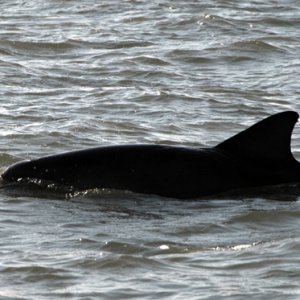 backlit dolphin by the boat