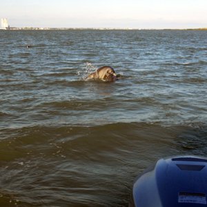 a couple dolphins playing behind the boat
