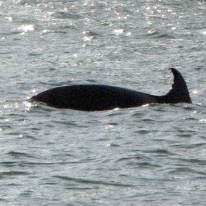 dolphin in the early light