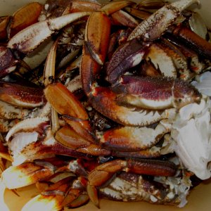 Cleaned and Ready to Cook - Crab Caught at Chuckanut Bay 7-30-11