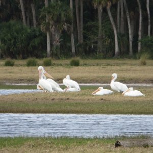 White pelicans