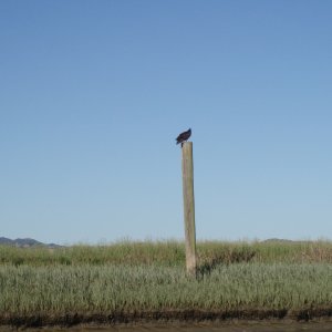 Lone Turkey Vulture (Petaluma River)