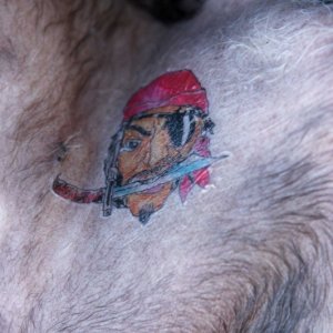 Rio Vista 116a dog's tattoo (Roxy)