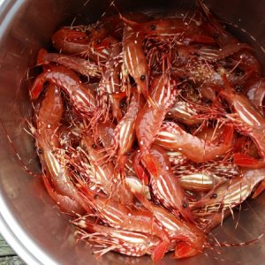 Spot Shrimp