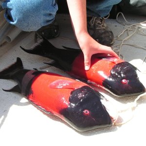 2 nice sheepheads (male) caught off Santa Barbara Island.