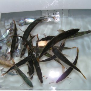 (Dora~Jean) Miles caught his own bait right there in the harbor at the Isthmus, Catalina.  Sardines - some 8+ inches long!