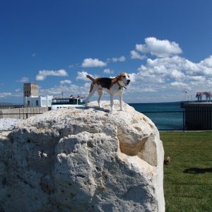 This dog likes to climb.