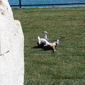 This one likes to roll.