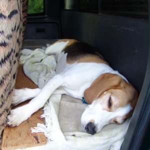 I am so tired. Too much driving, sniffing, and barking.