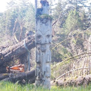 A mortuary pole that just missed being struck by the many trees that fell last year.
