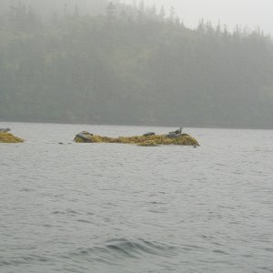 Seals North Culross Passage