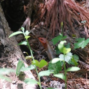 Resident of Virginia Beach's Sea Shore State Park. Many wonderful biking, walking and running trails are readily available; along with camping facilities.