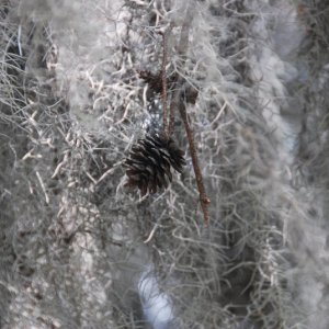 DSC 0003 0529 1125