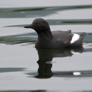 Pigeon Guillemot