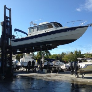 When do C Dorys fly?