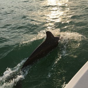 dolphins join for Keys to Naples cruise