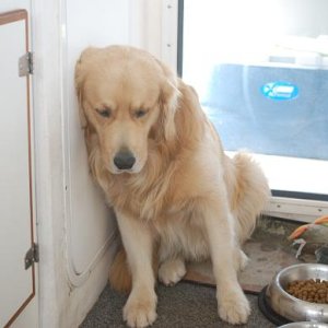 Dawson really wants this day to end  185nm to Shearwater B.C.