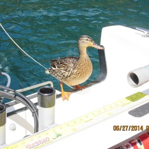 Visitor