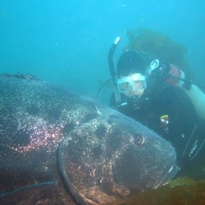 Giant Sea Bass at Catalina