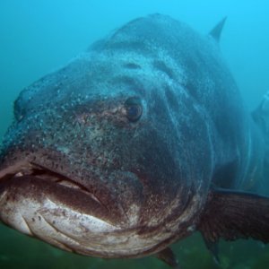 Giant Sea Bass Smiling at the Meet and Greet