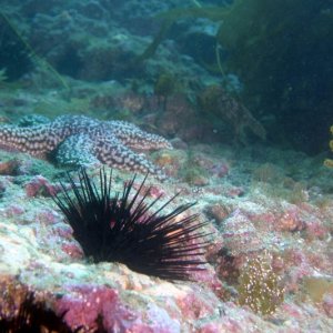 Sea star and urchin.