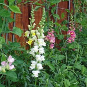 Snapdragons