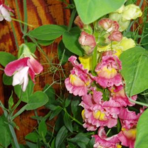 Close up of snapdragons and sweetpea.