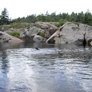 IronMan swim training - ended up swimming for 2.4 miles back and forth in the bay.