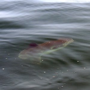 Mola-mola