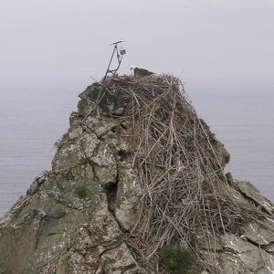 Westend Nest 001