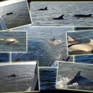 Dolphin composite
