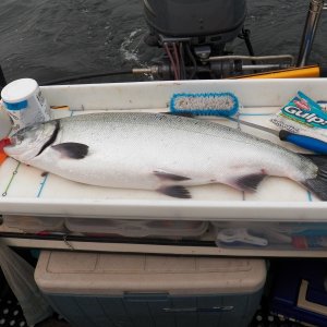 Another salmon on board.  We didn't catch anything that would actually fit in our cooler.  Not that I'm complaining.