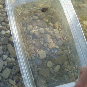 We use this plastic container to look through the water surface and see the rocks better.